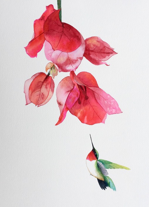 &#34;Bougainvillea Bandit&#34; 9&#34;x13&#34; watercolor $325