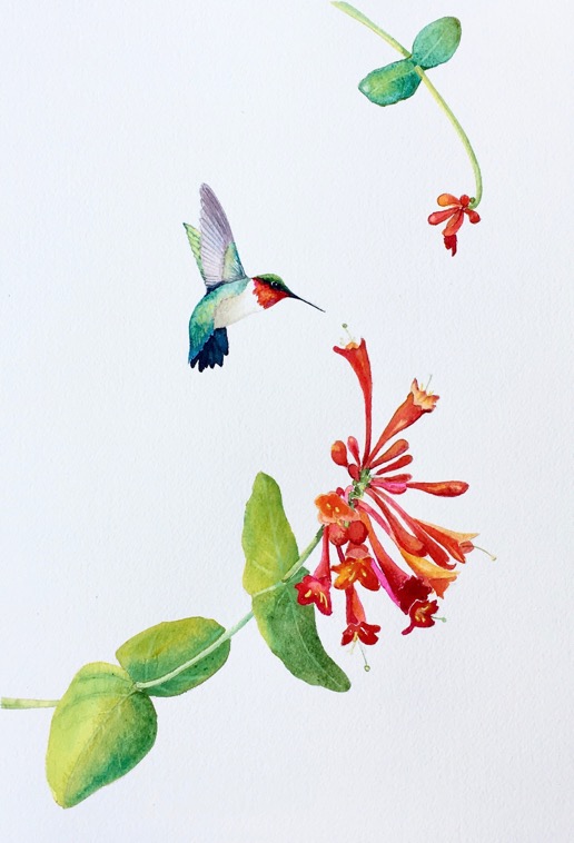 &#34;Hungry for Honeysuckle&#34; 9&#34;x13&#34; watercolor $275